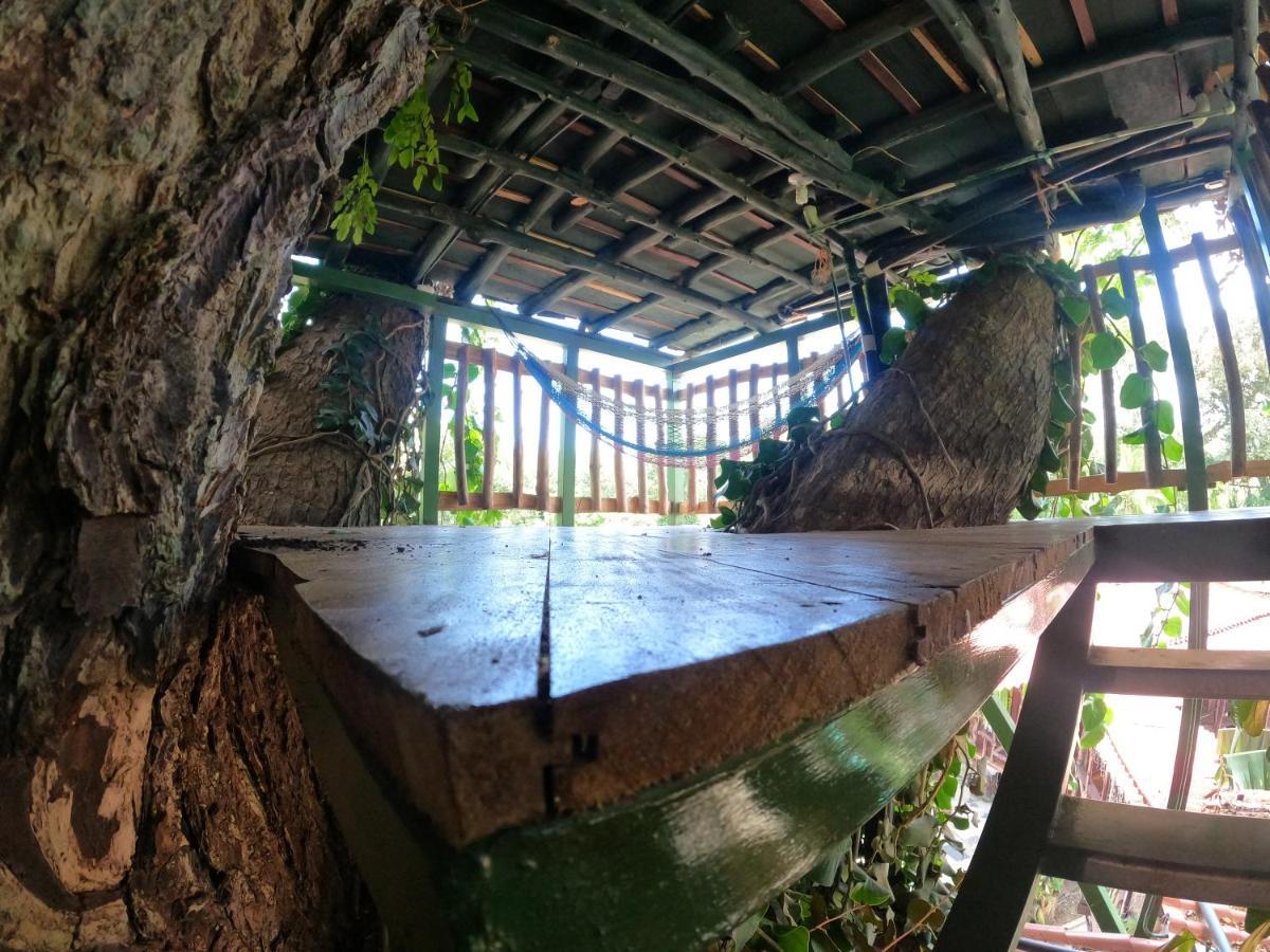 Tree House Samanea Lodge Пуэрто-Лимон Экстерьер фото